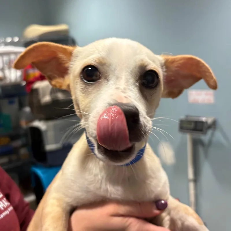 A young small-sized male White / Cream Mixed Breed dog named Toast for adoption in Chattanooga, TN