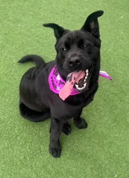 An adult large-sized female Black Labrador Retriever dog named Osita for adoption in Newport, NH