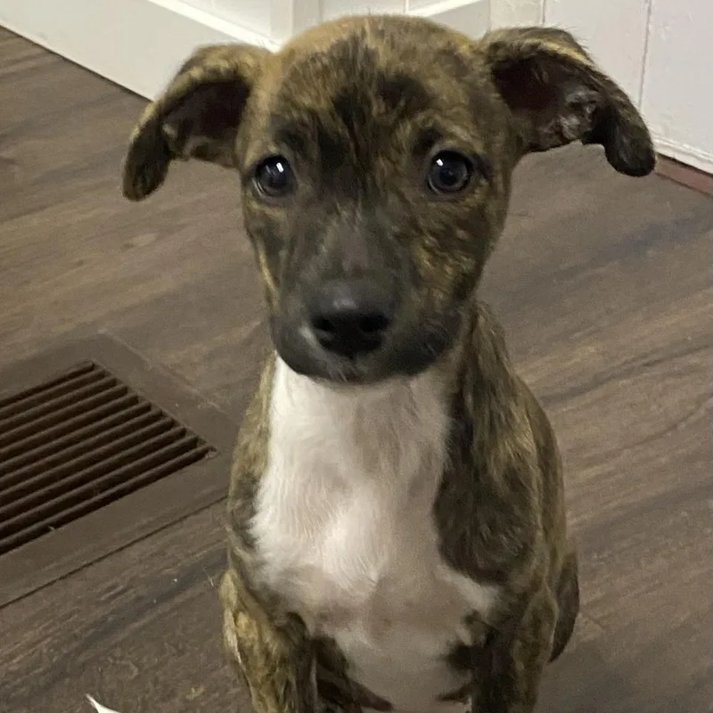 Olive Aka Patti thumbnail 2