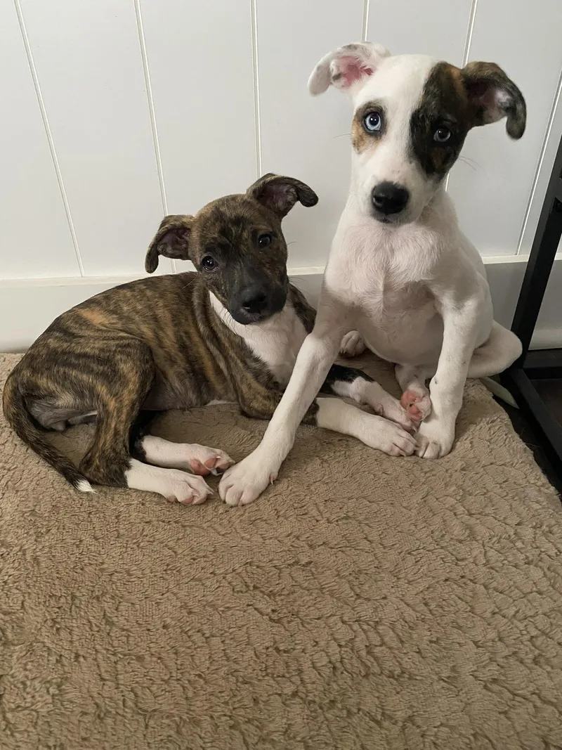 Olive Aka Patti thumbnail 3