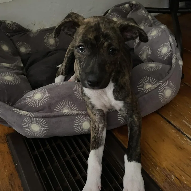 Olive Aka Patti thumbnail 4