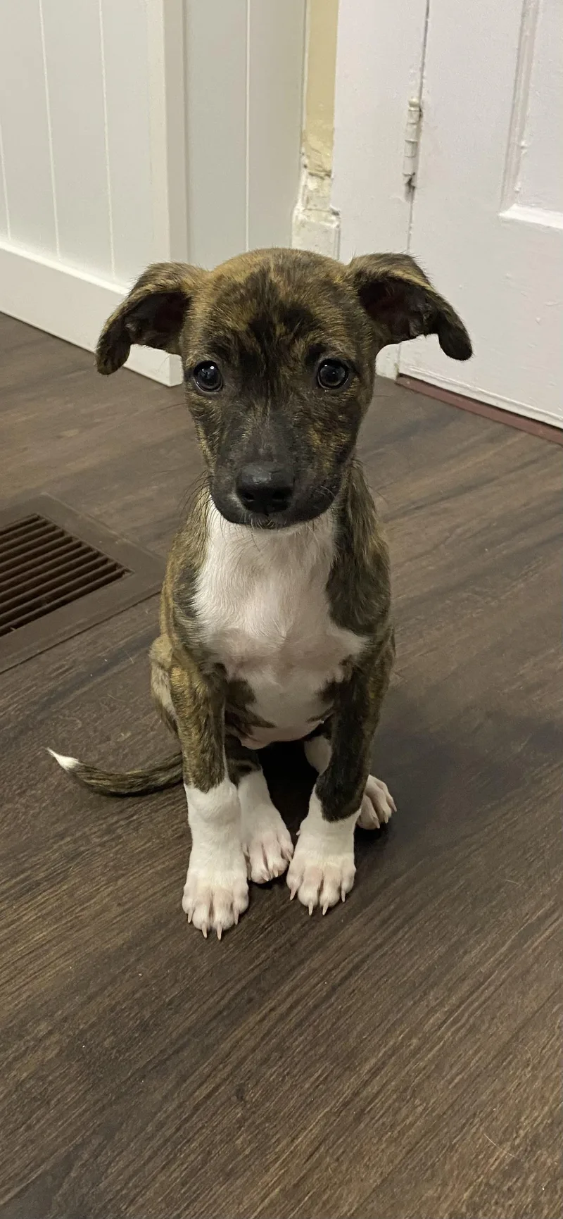 Olive Aka Patti thumbnail 5