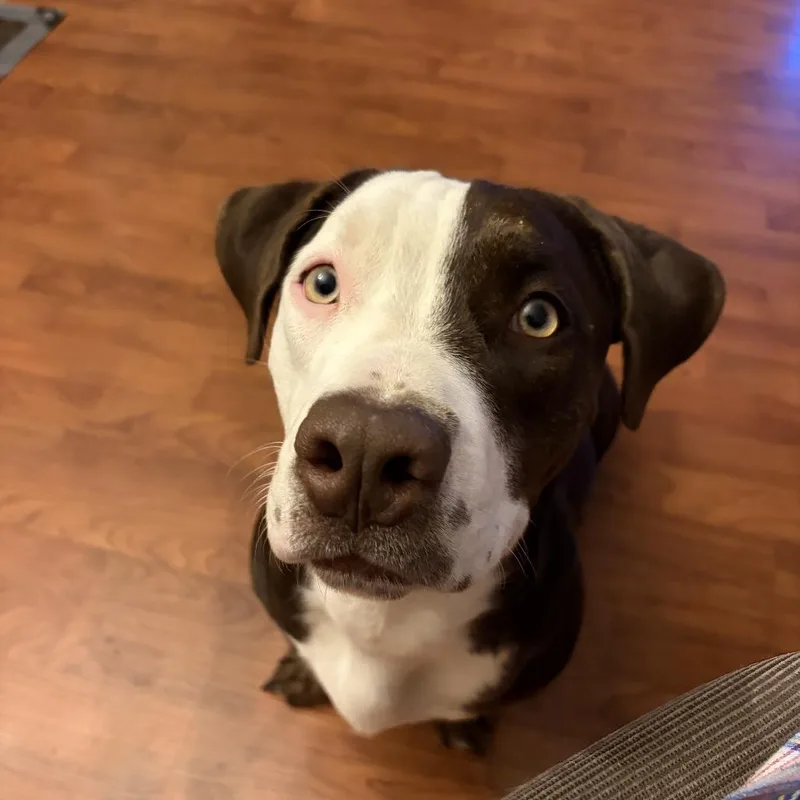 A young small-sized female Brown / Chocolate American Staffordshire Terrier dog named Luna for adoption in Ferndale, MI