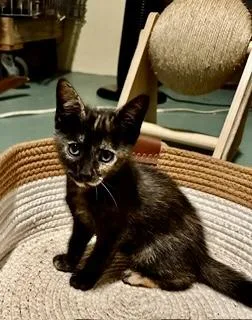 A baby medium-sized female Gray & White Domestic Short Hair cat named Cuddles R Us & for adoption in Homestead, FL