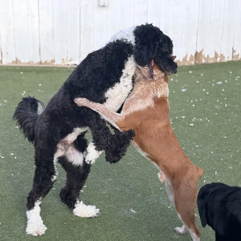 A young medium-sized male Red / Chestnut / Orange Australian Cattle Dog / Blue Heeler dog named Blaze for adoption in Boulder, CO