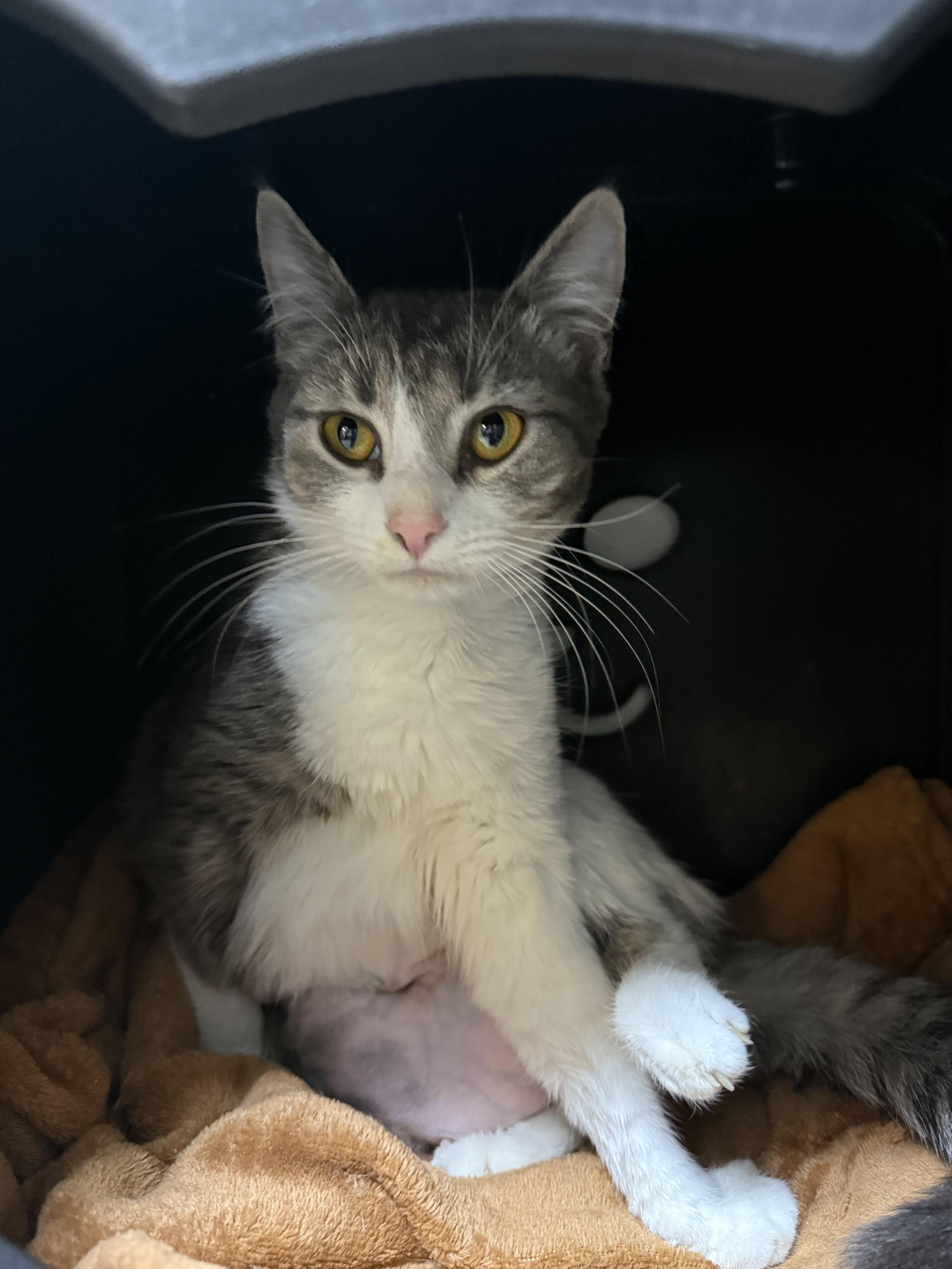 A baby medium-sized female White Domestic Short Hair cat named Ivy for adoption in Hendersonville, TN