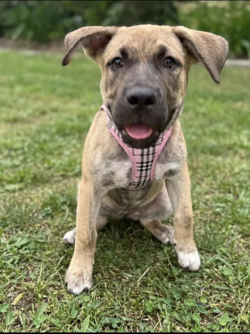 A young medium-sized female Bicolor German Shepherd Dog dog named Lucy for adoption in Van Nuys, CA
