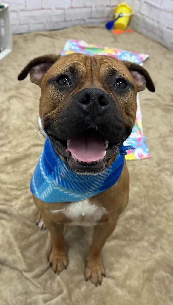 An adult medium-sized male Mixed Breed dog named Kino for adoption in Detroit, MI
