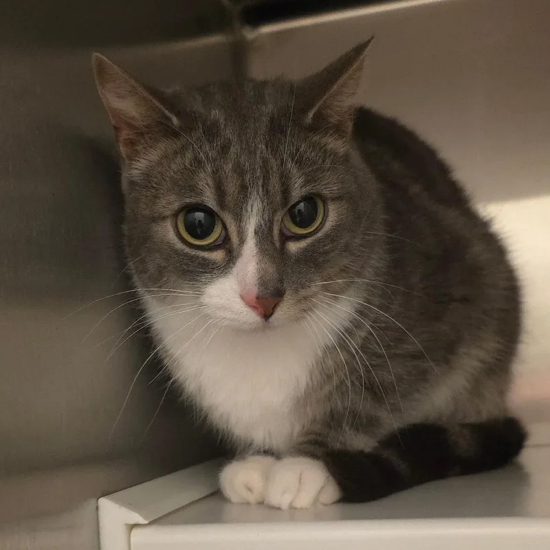 An adult medium-sized male Gray / Blue / Silver Domestic Short Hair cat named Toby for adoption in Council Bluffs, IA