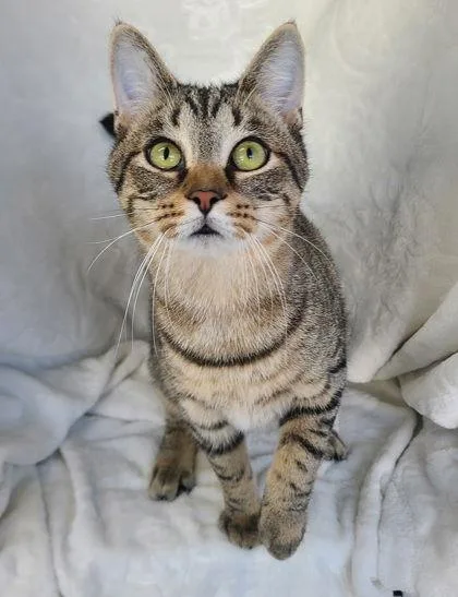 A young medium-sized male Domestic Short Hair cat named 6750 (Max) for adoption in Lake City, MI