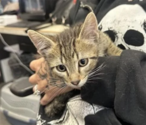 A baby small-sized male Domestic Short Hair cat named Auggi for adoption in Casper, WY