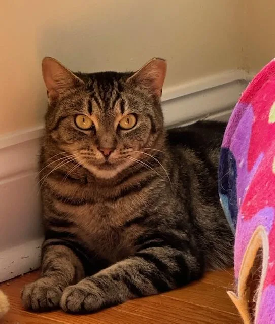 A young medium-sized male Domestic Short Hair cat named Mojo for adoption in Davidson, NC