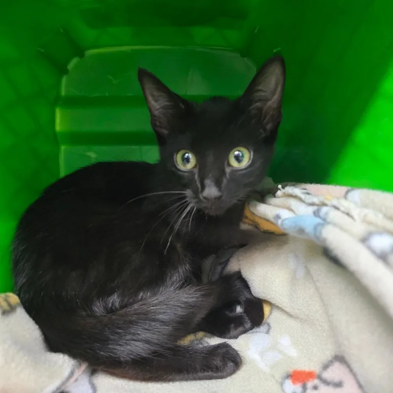A baby small-sized female Black Domestic Short Hair cat named Caitlyn for adoption in Marble, NC