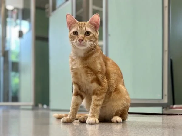 A young medium-sized male Domestic Short Hair cat named Lucius for adoption in Portland, OR