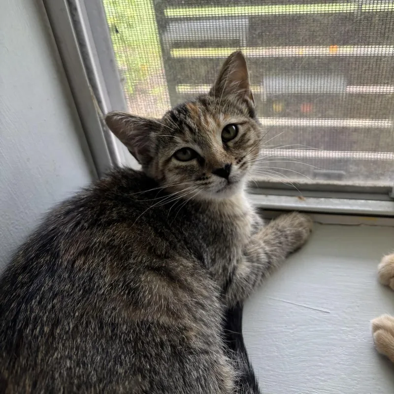 A baby small-sized female Brown / Chocolate Domestic Short Hair cat named Promotion for adoption in Carencro, LA