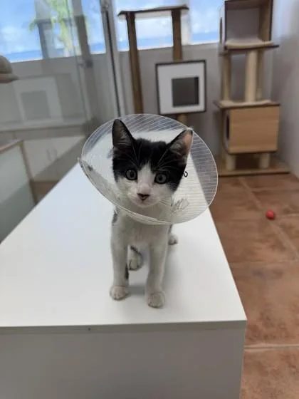 A baby small-sized male Domestic Short Hair cat named Homer for adoption in North Miami Beach, FL