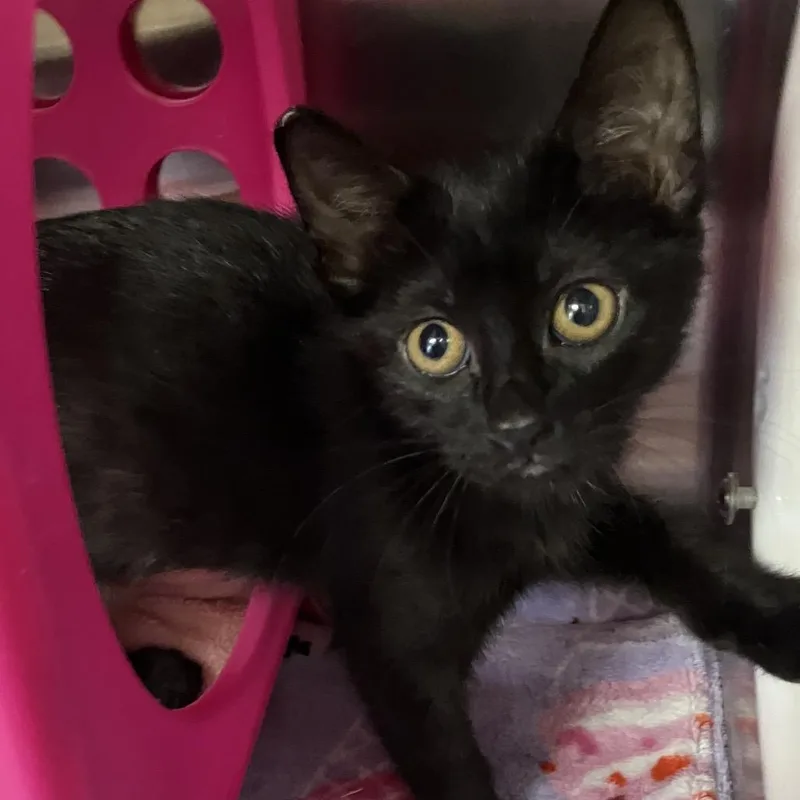 A baby small-sized female Black Domestic Short Hair cat named Sugar Skull for adoption in Keizer, OR
