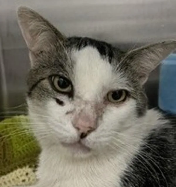 An adult small-sized male Domestic Short Hair cat named Mister Rolando for adoption in San Diego, CA