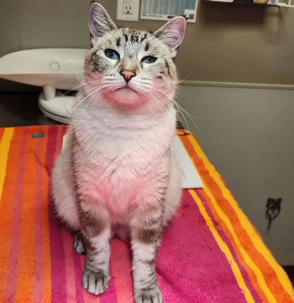 An adult medium-sized female Domestic Short Hair cat named Maggie for adoption in Oakland, CA