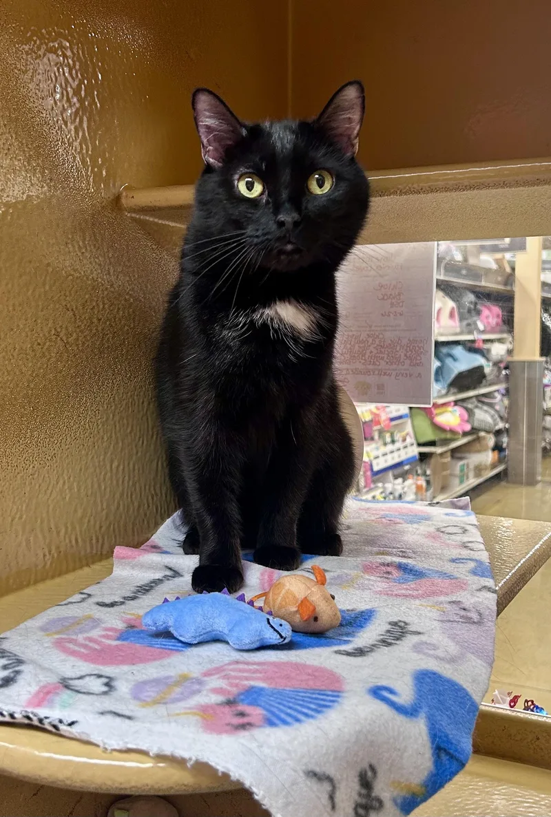 An adult medium-sized female Black Domestic Short Hair cat named Chloe for adoption in Huntley, IL