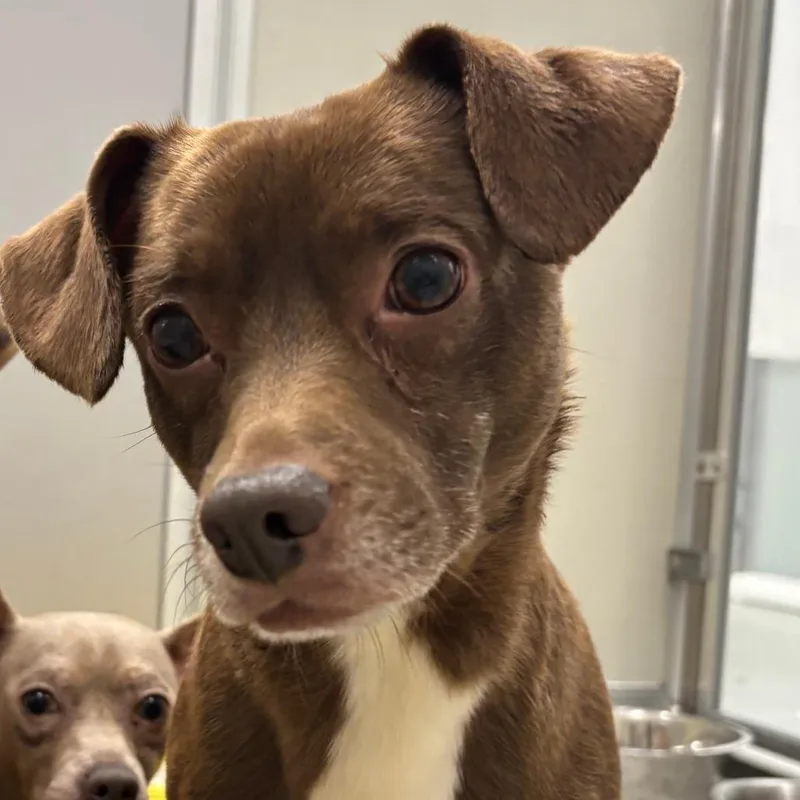 An adult small-sized male Chihuahua dog named Expresso for adoption in Hinsdale, IL