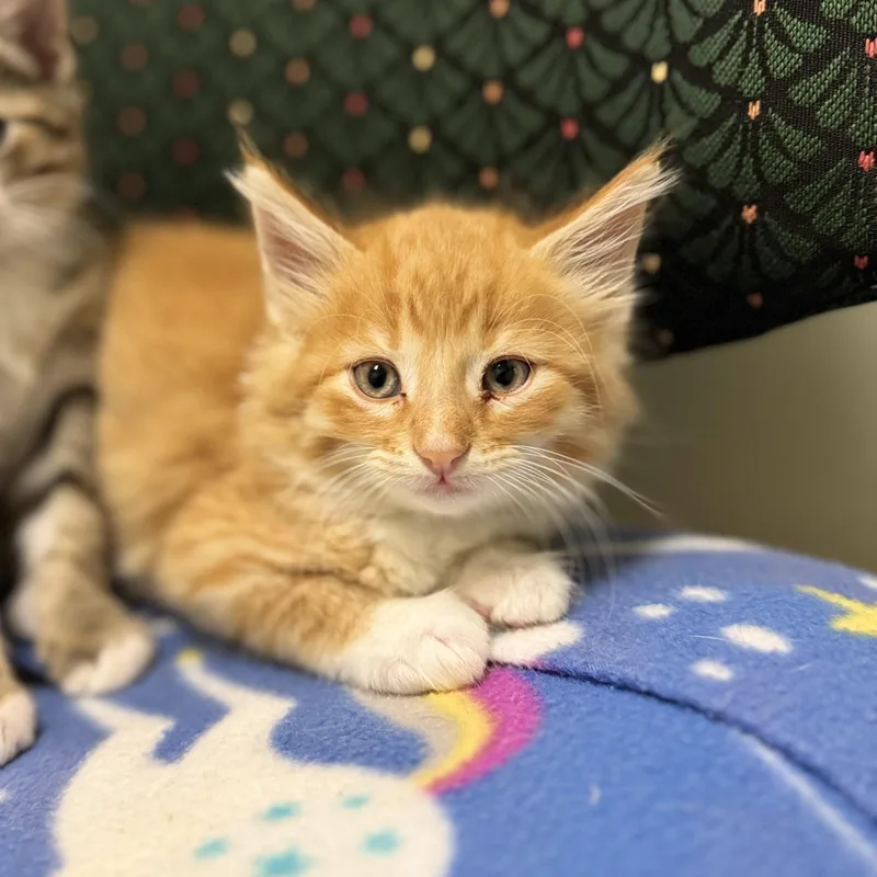 A baby medium-sized male Tabby (Orange / Red) Domestic Long Hair cat named Shark for adoption in Dodgeville, WI