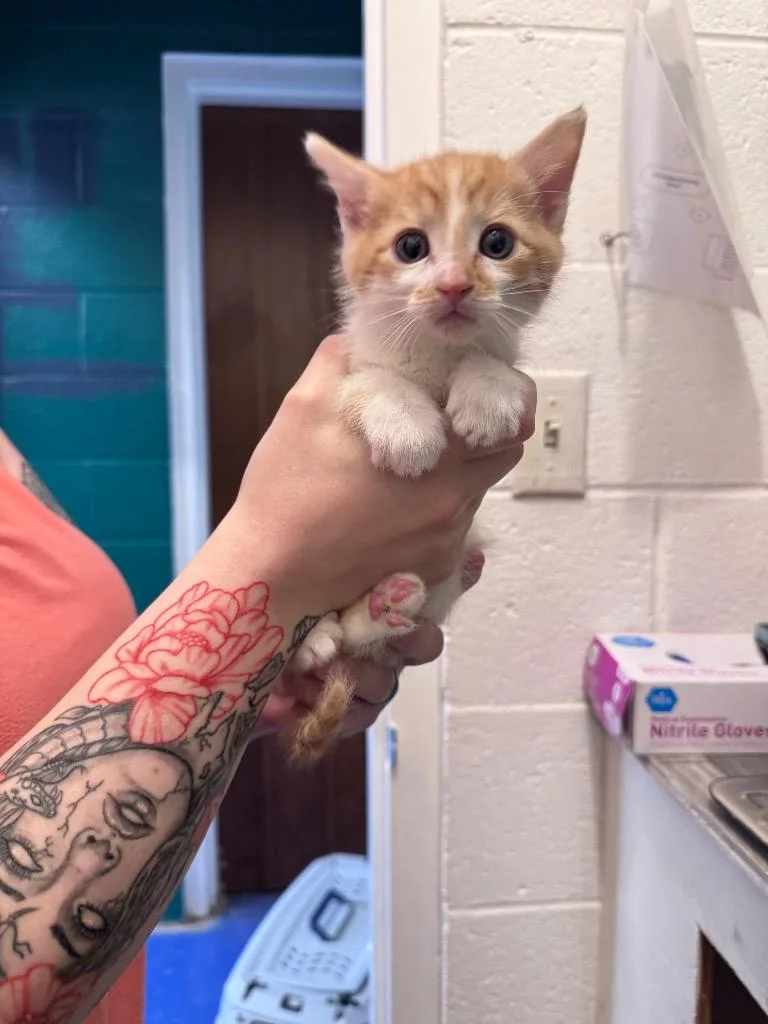 A baby medium-sized male Domestic Short Hair cat named Bert for adoption in Johnson City, TN