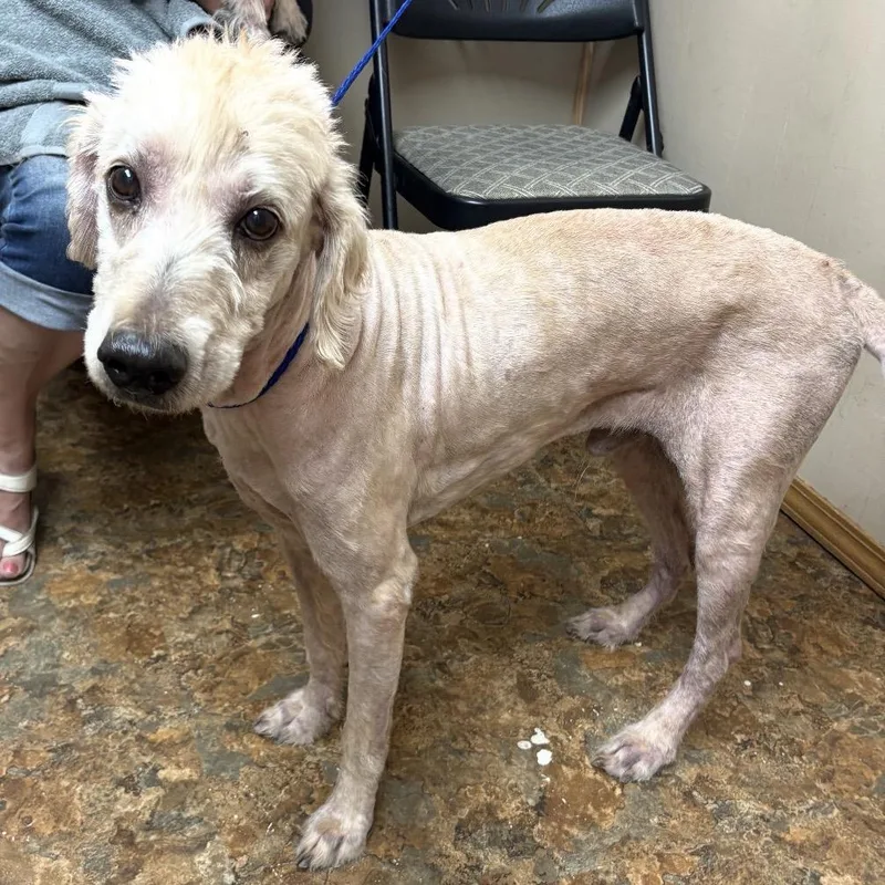 An adult medium-sized male White / Cream Standard Poodle dog named Grant for adoption in Normal, IL