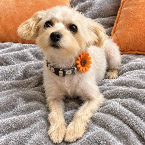 An adult small-sized female Maltese dog named Daisy for adoption in Lincolnshire, IL