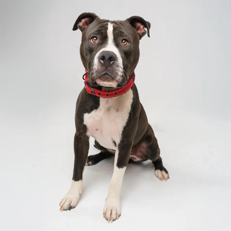 An adult large-sized male Gray / Blue / Silver Pit Bull Terrier dog named Ramond for adoption in Palm Springs, CA
