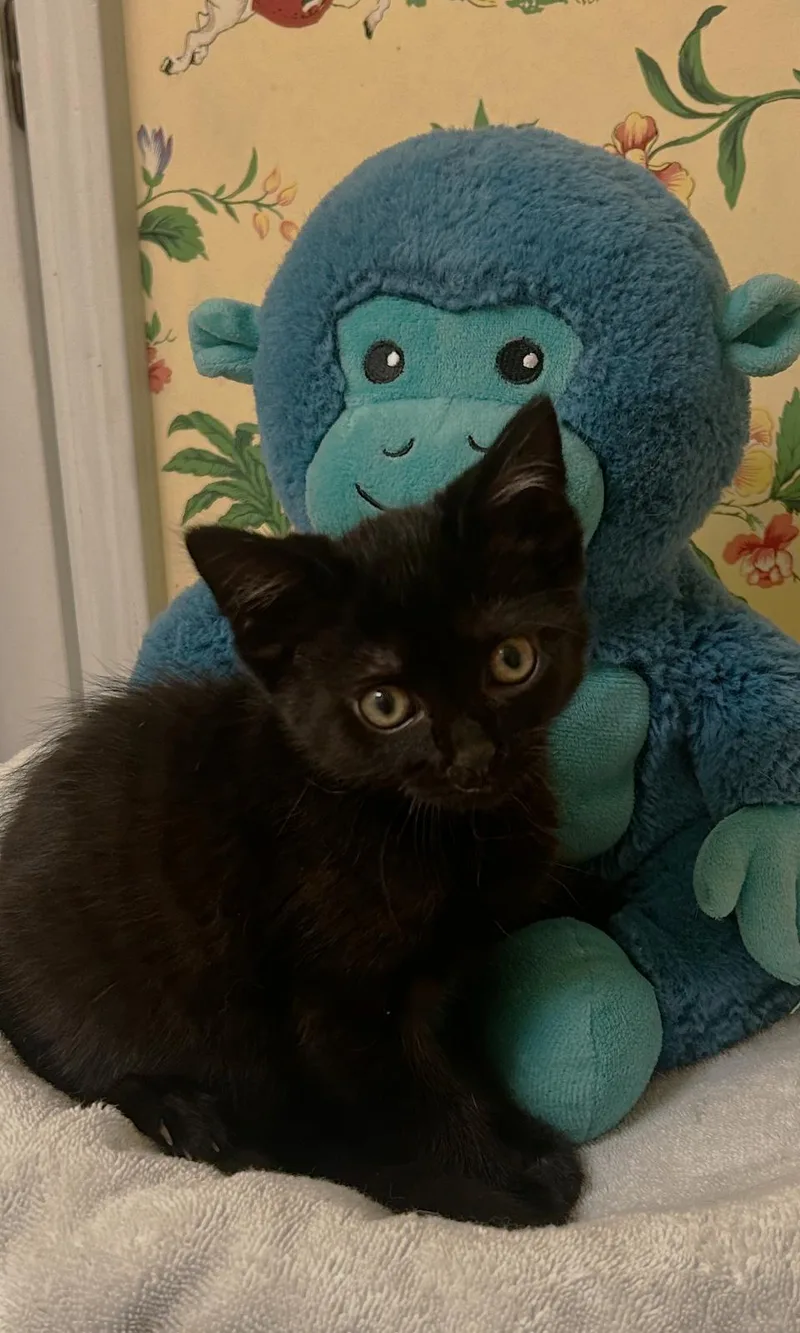 A baby small-sized male Black Domestic Short Hair cat named Phen C Ingram for adoption in Saunderstown, RI