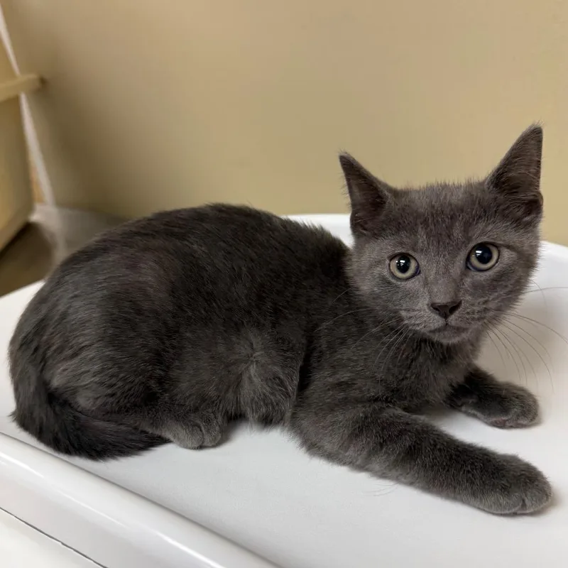 A baby small-sized female Gray / Blue / Silver Domestic Short Hair cat named Toodles for adoption in Birmingham, AL