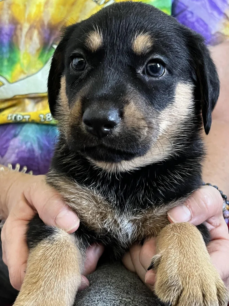 A baby large-sized female Rottweiler dog named Pearl for adoption in Mooresville, NC