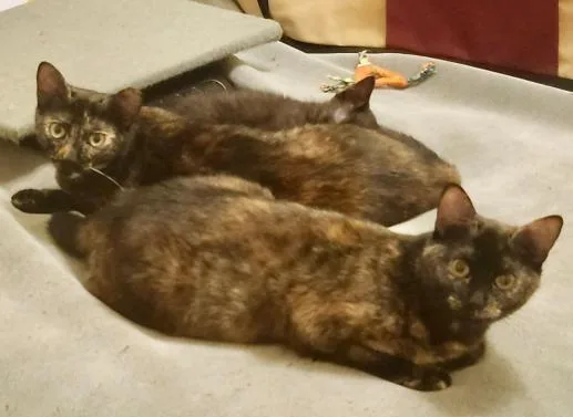 An adult medium-sized female Domestic Short Hair cat named Chiniak for adoption in San Jose, CA