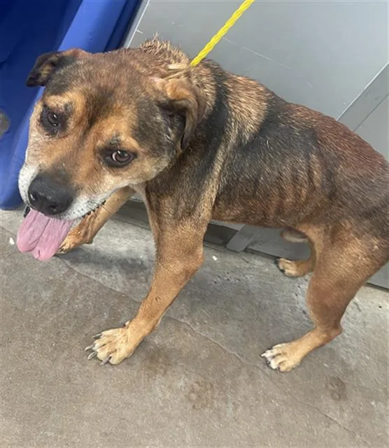 A senior medium-sized male German Shepherd Dog dog named Rex for adoption in Dallas, TX