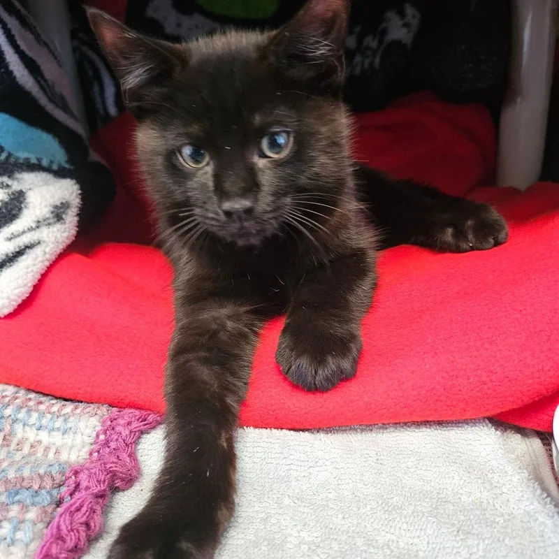 A baby small-sized male Black Domestic Short Hair cat named Buzz for adoption in Dover, NH