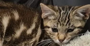 A baby small-sized male Tabby (Brown / Chocolate) Domestic Short Hair cat named Rainwater for adoption in Virginia Beach, VA