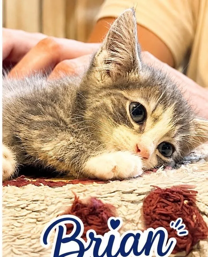 A baby medium-sized male Tabby cat named Brian for adoption in Youngstown, OH