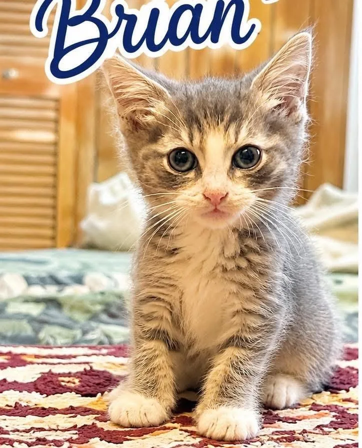 Brian thumbnail 2