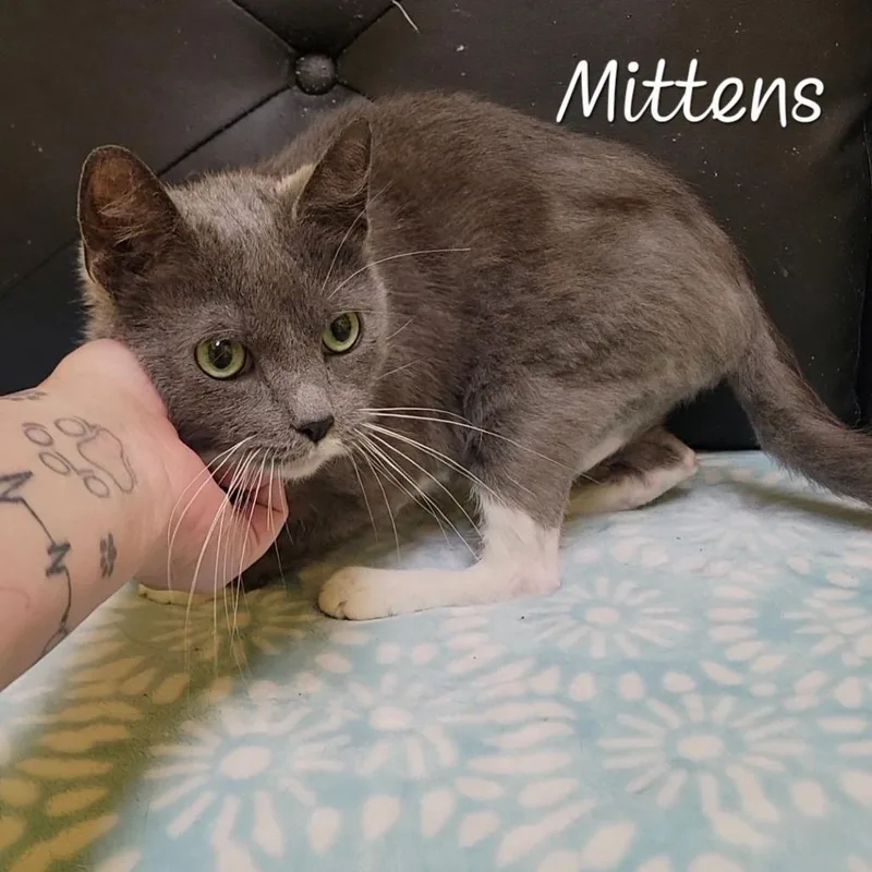 Mittens