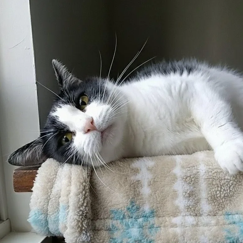 An adult medium-sized female Black & White / Tuxedo Domestic Medium Hair cat named Poppy for adoption in Charleston, SC