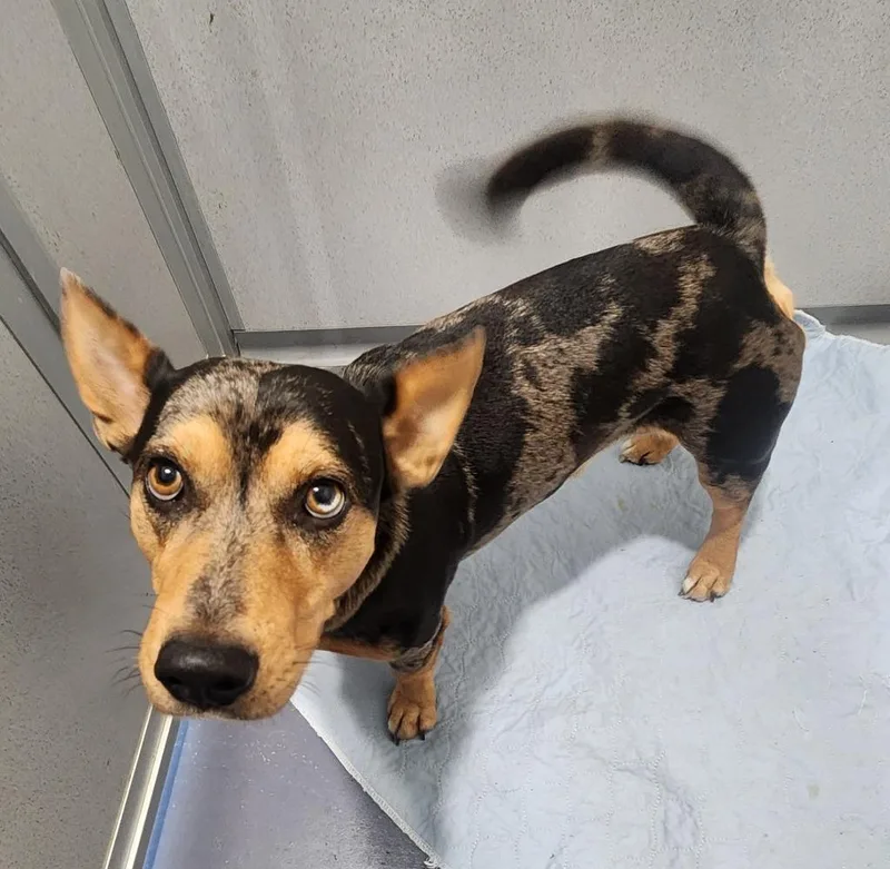 An adult medium-sized male Cattle Dog dog named Ash for adoption in Walnutport, PA