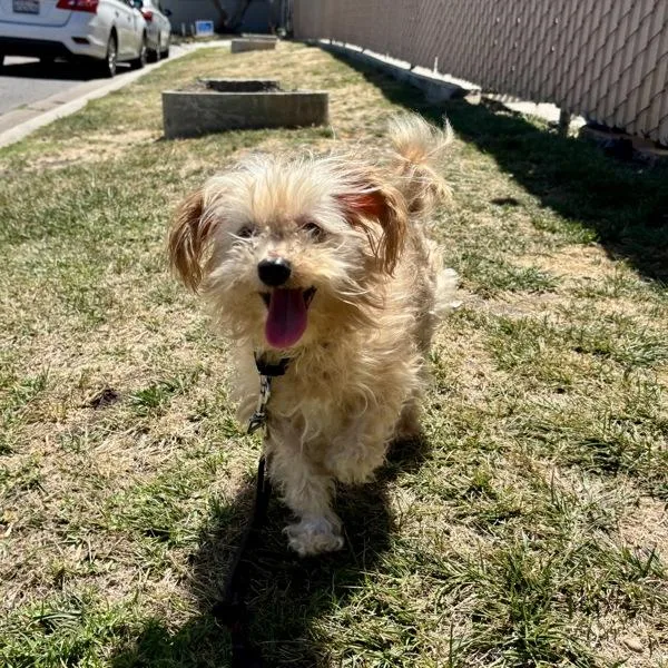 A senior small-sized female Terrier dog named Rue for adoption in Escondido, CA