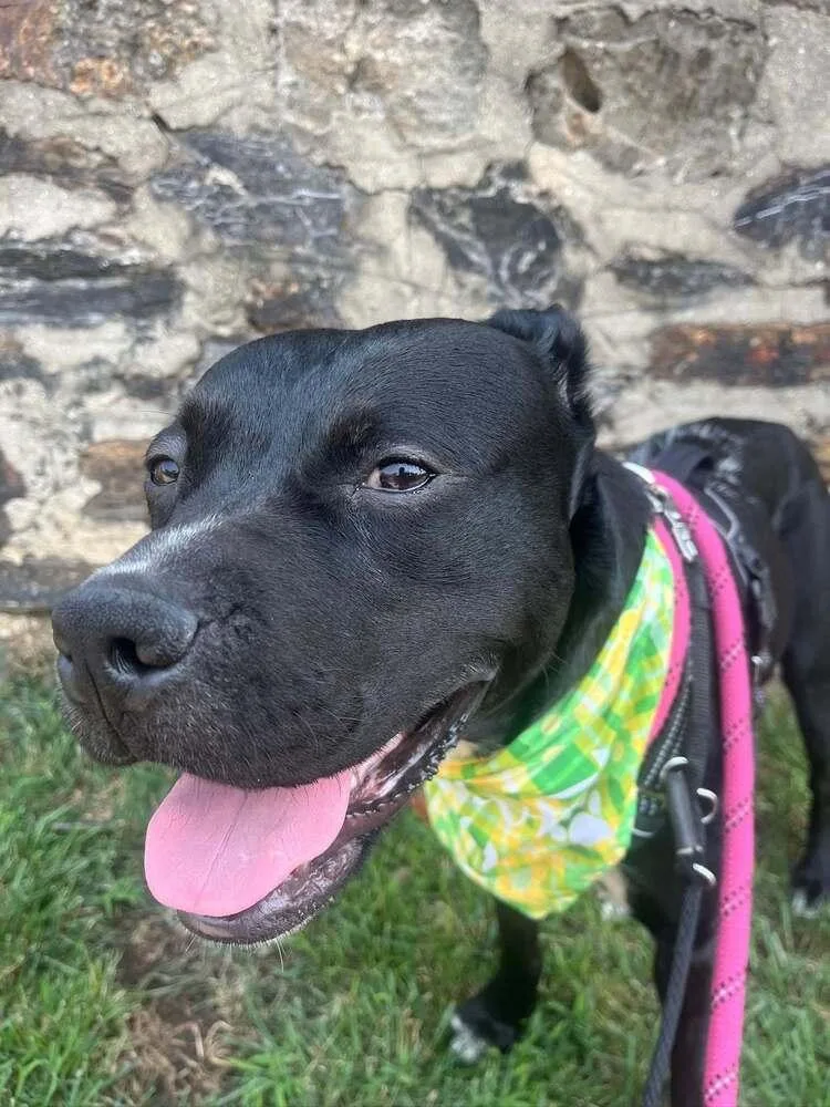 An adult large-sized male Labrador Retriever dog named Liberty Knight for adoption in Long Island City, NY