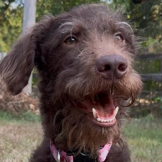 A young medium-sized female Brown / Chocolate Chocolate Labrador Retriever dog named Jersey for adoption in Little Rock, AR