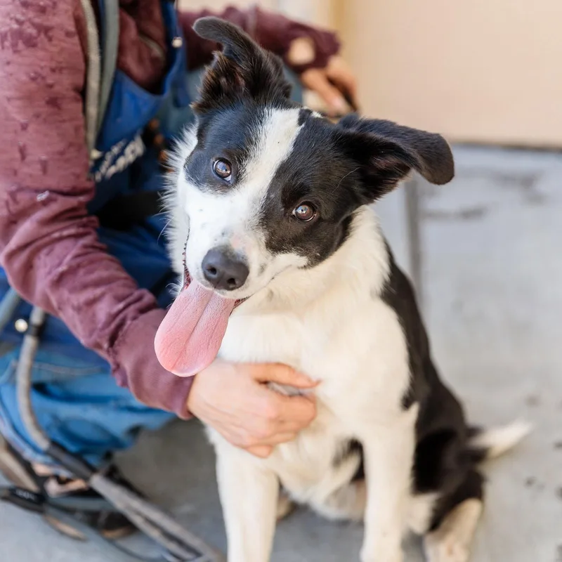 A young medium-sized male Border Collie dog named Freddy for adoption in Oakland, CA