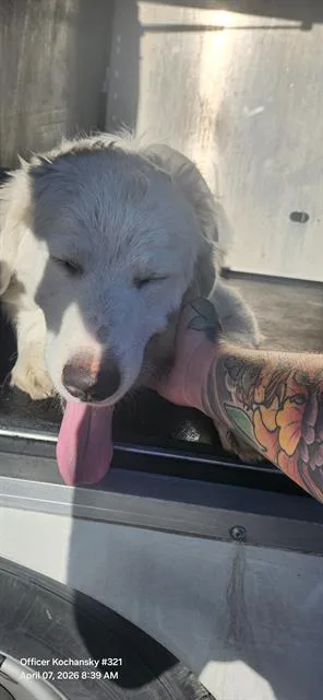 A young large-sized male Great Pyrenees dog named Franco for adoption in San Antonio, TX