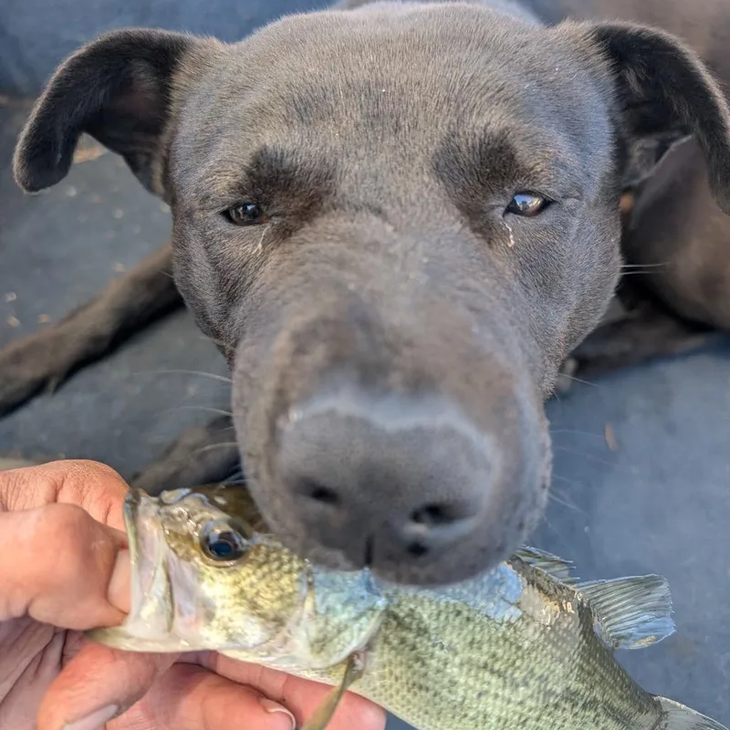 A young medium-sized male Black Mixed Breed dog named Quest for adoption in Buffalo, MN