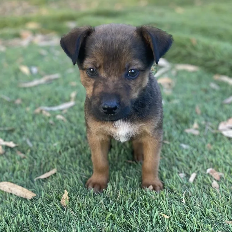 A baby medium-sized female Brown / Chocolate Cattle Dog dog named Muenster for adoption in Escondido, CA