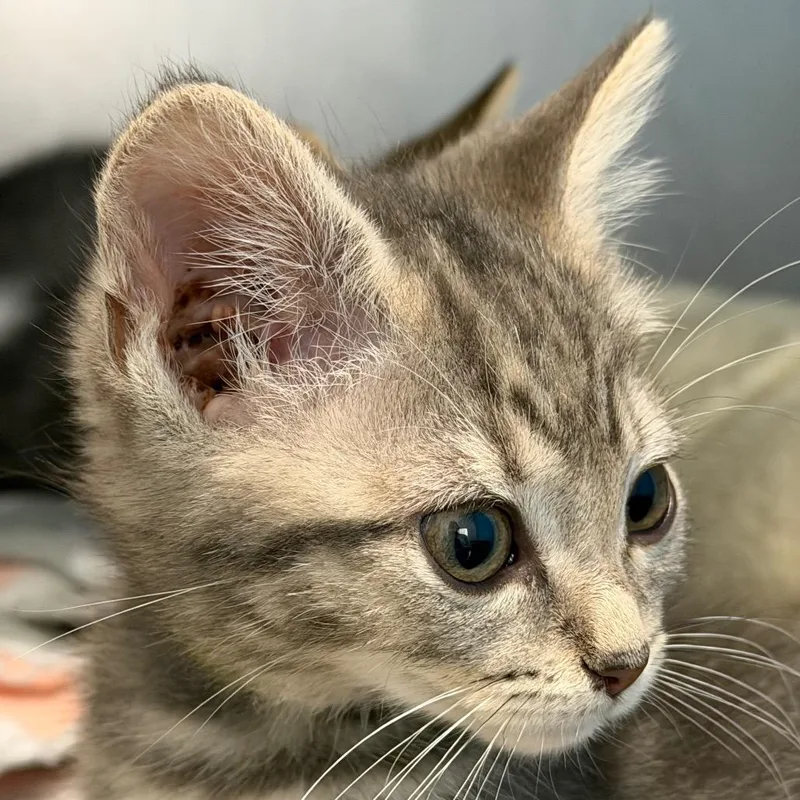 A baby small-sized female Gray / Blue / Silver Domestic Short Hair cat named Spaghetti for adoption in Troy, VA